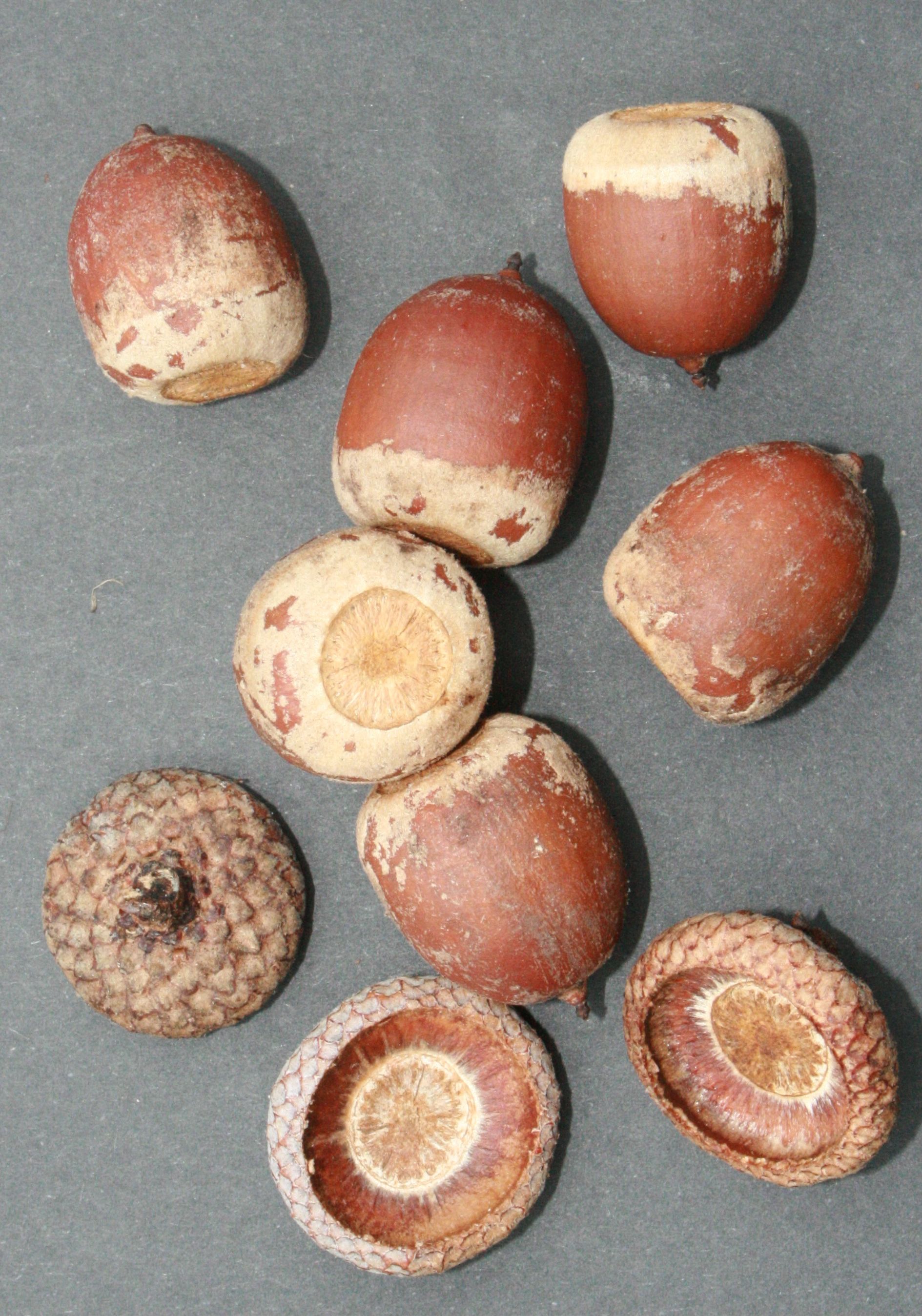 Roteiche – reife Früchte