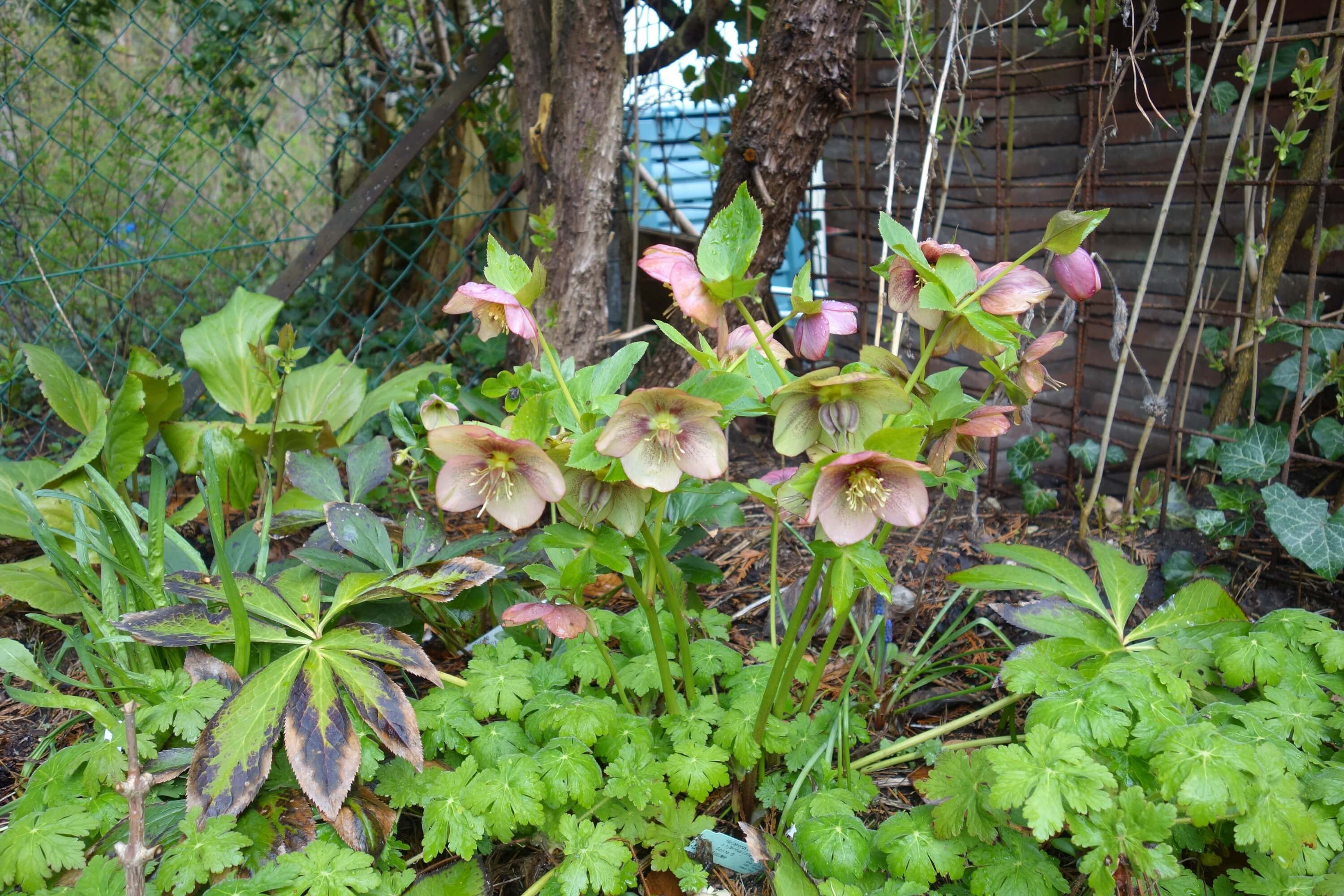 Lenzrose und Storchschnabel