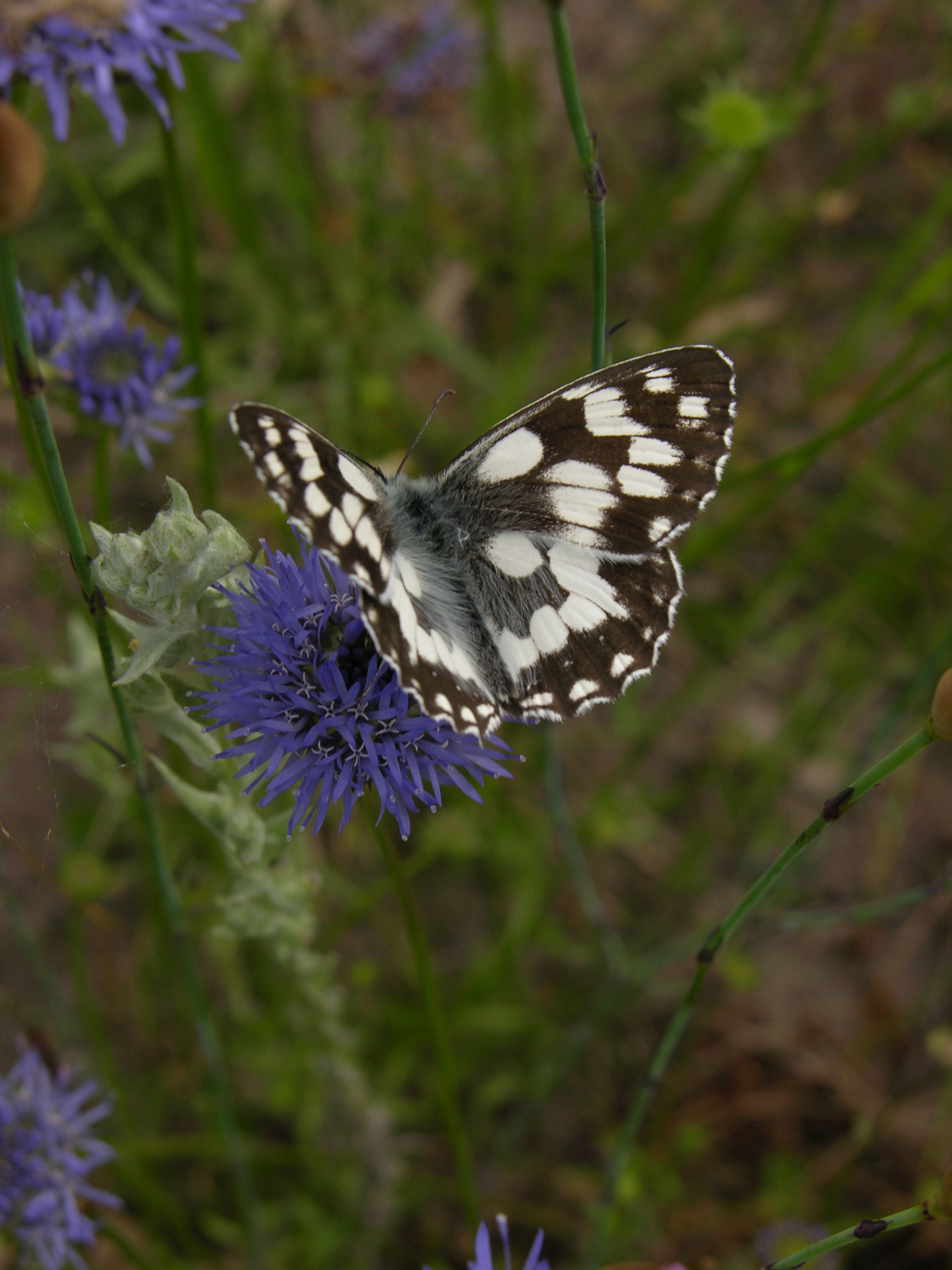 Schachbrettfalter (Melanargia galathea) Schachbrettfalter (Melanargia galathea)