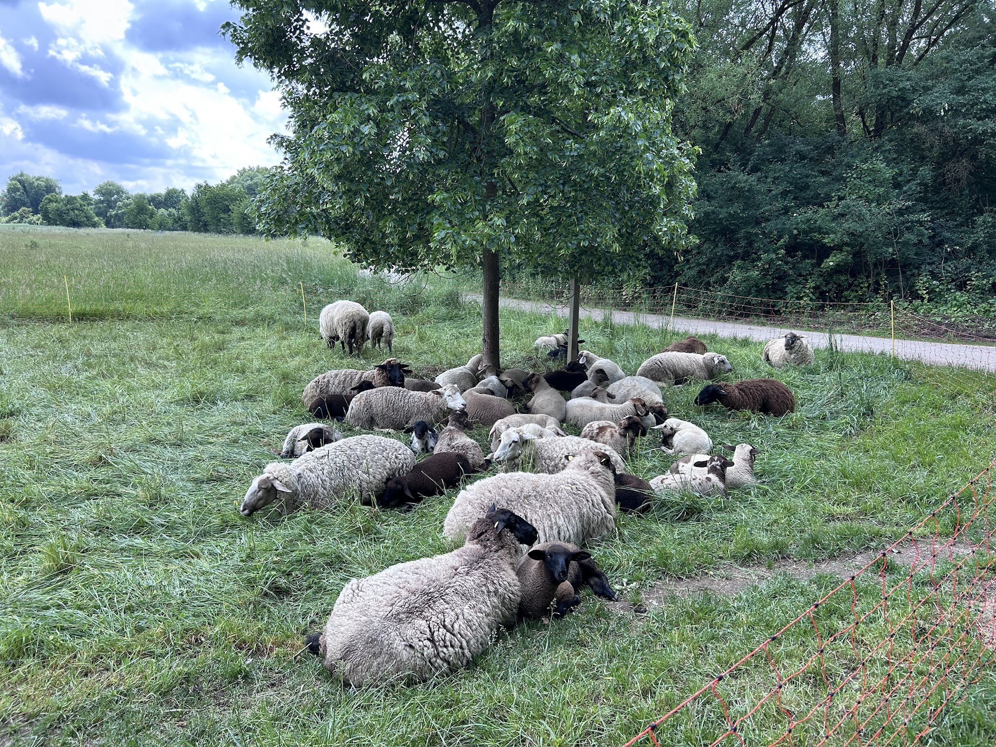 Schafe auf der Streuobstwiese Fischbach (Foto: Dr. Ingo Klose)