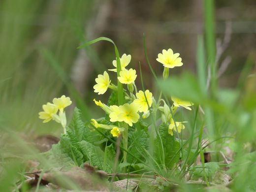 Schlüsselblume (Foto: Maria Meißner)
