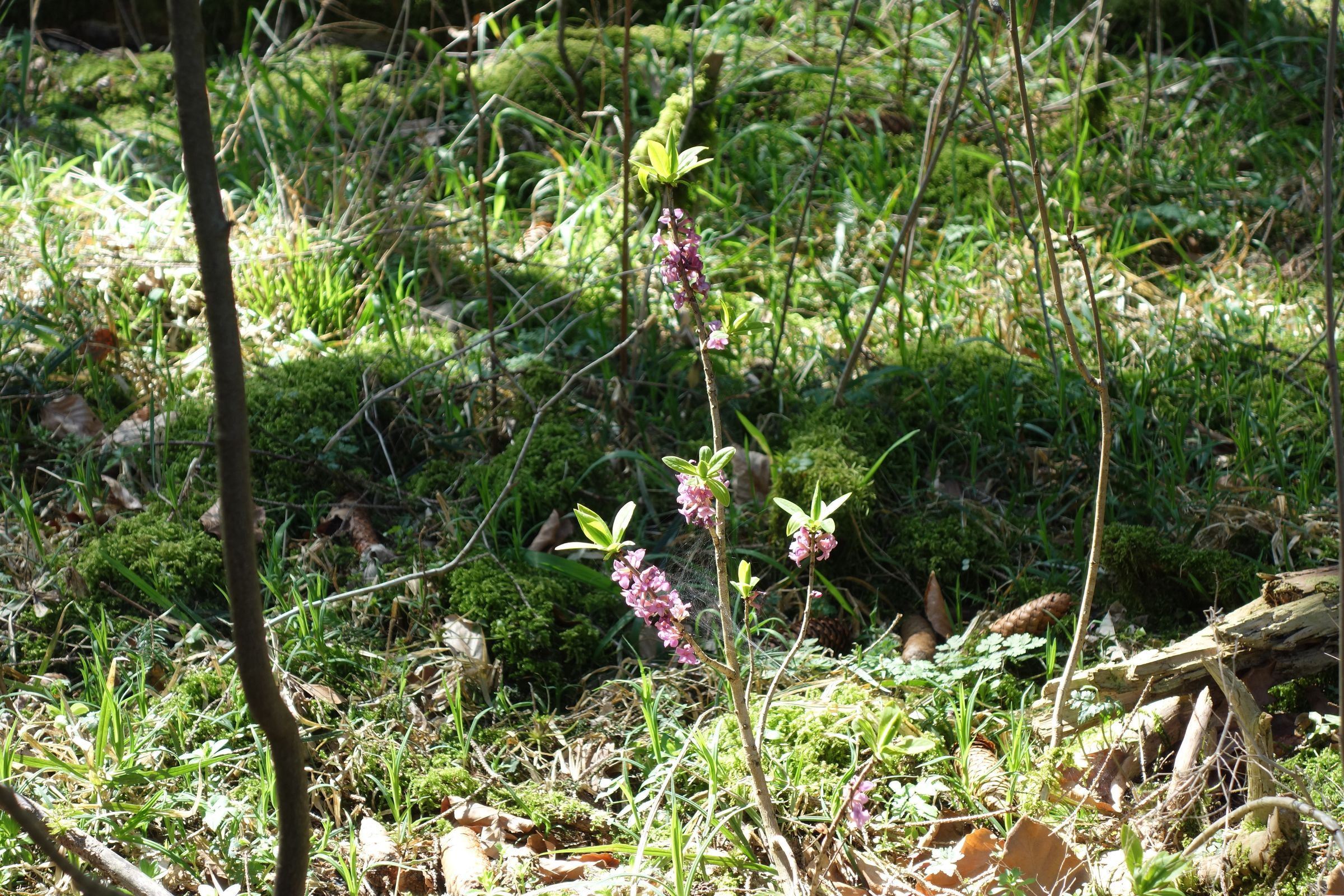 Seidelbast (Foto: Heinz Schaarschmidt) Seidelbast