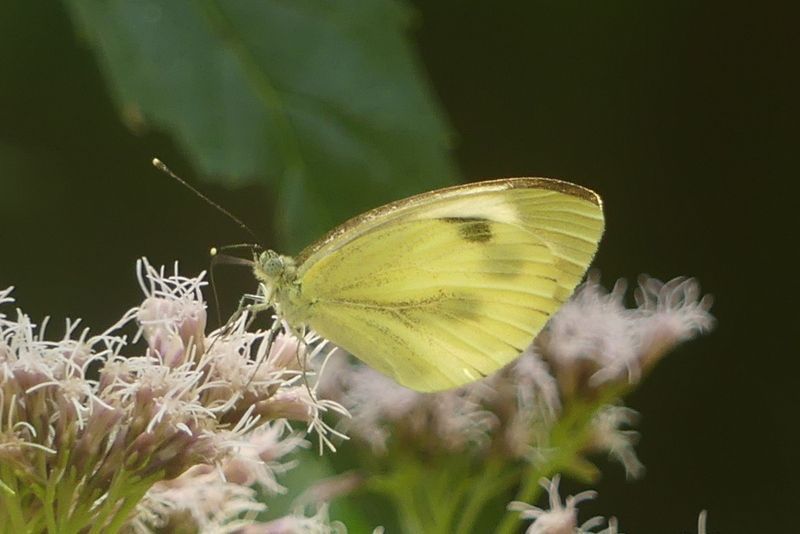 Pieris mannii
