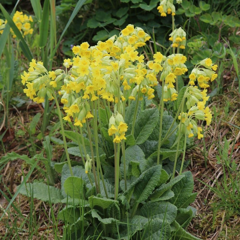 Echte Schlüsseelblume (Foto: Wolfgang Dötsch) Echte Schlüsseelblume