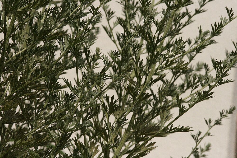 Artemisia absinthium - Wermut Wermut