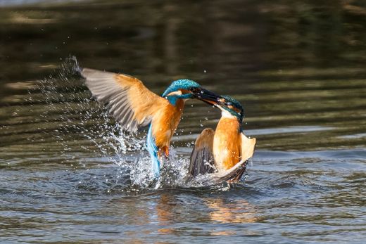 Eisvogelpaar