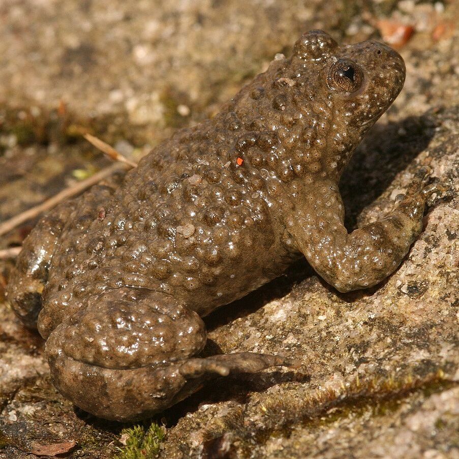Gelbbauchunke (Foto: Wolfgang Dötsch) Gelbbauchunke