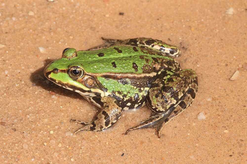 Pelophylax spec. - „Grünfrosch“/Jägersee Grünfrosch