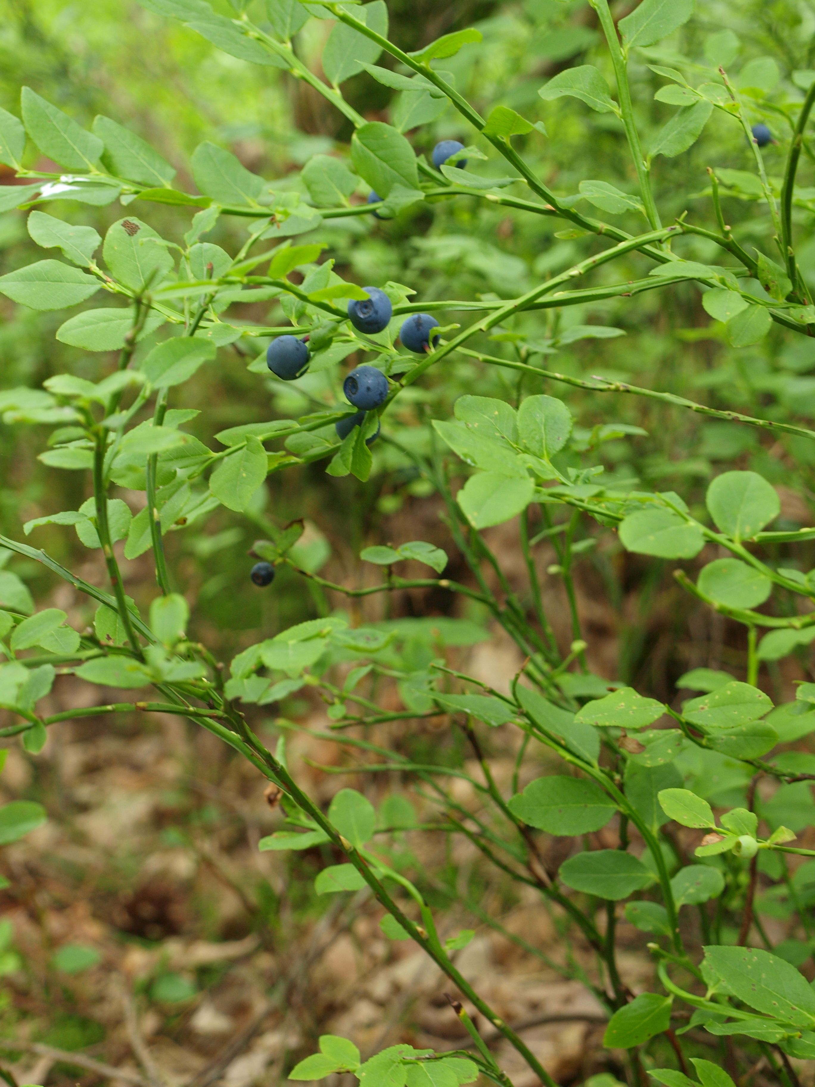 Heidelbeere (Vaccinium myrtillus) Heidelbeere (Vaccinium myrtillus)