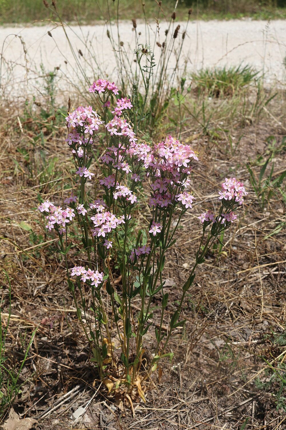 Echtes Tausendgüldenkraut