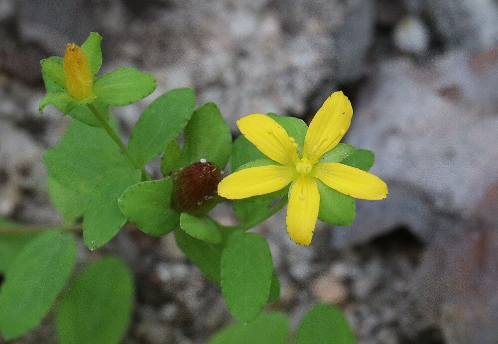 Niederliegendes Johanniskraut