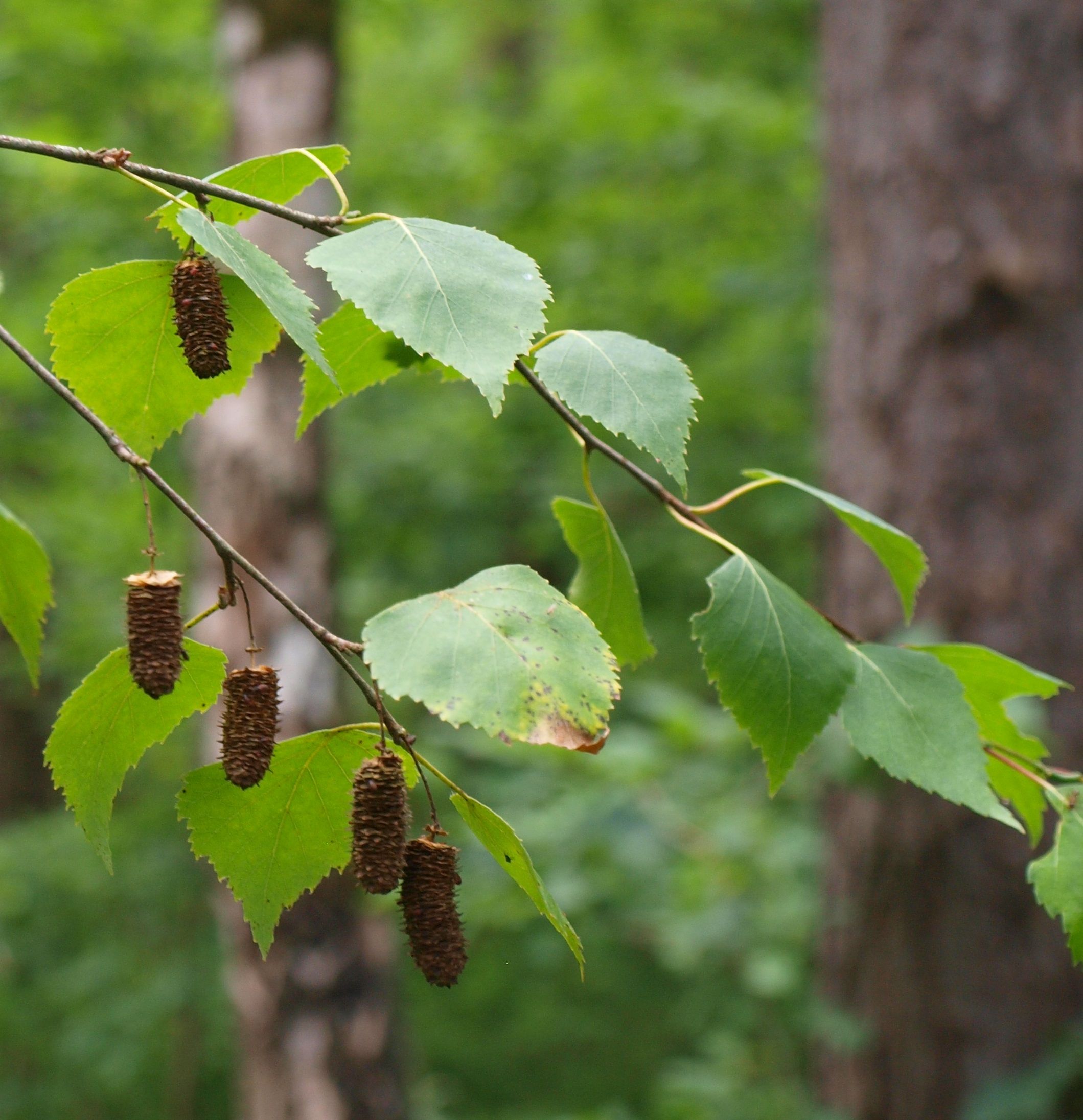 Birke – reife Früchte