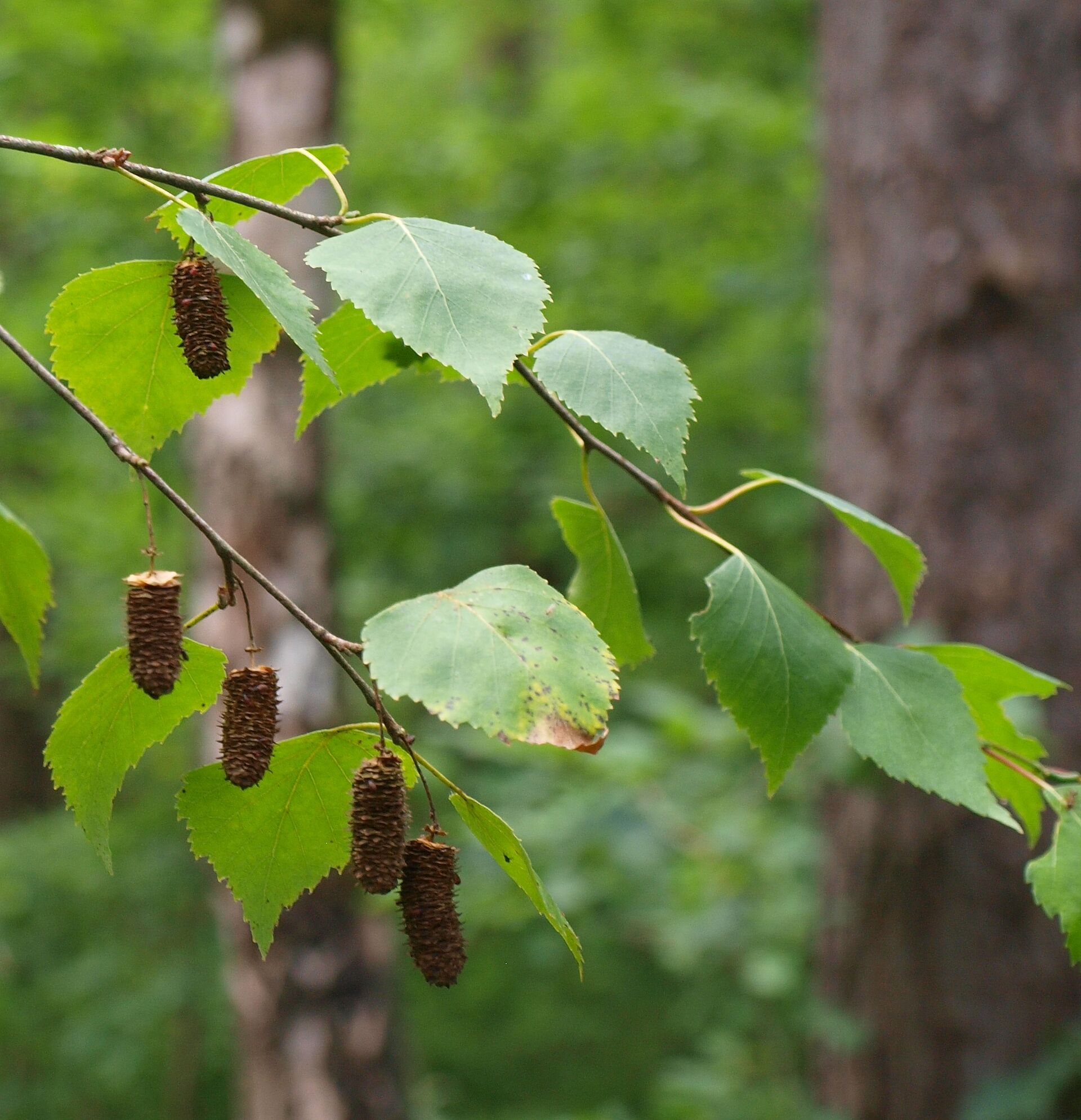 Wie Heißt Die Frucht Von Der Birke Birke - BUND Naturschutz in Bayern e.V.