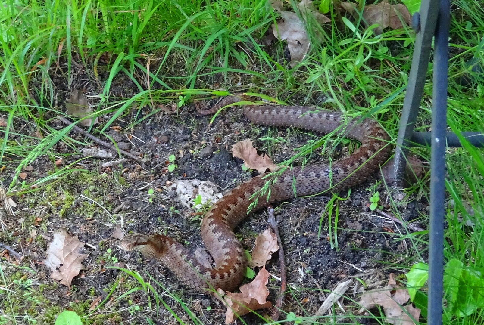 Vipera berus - Kreuzotter