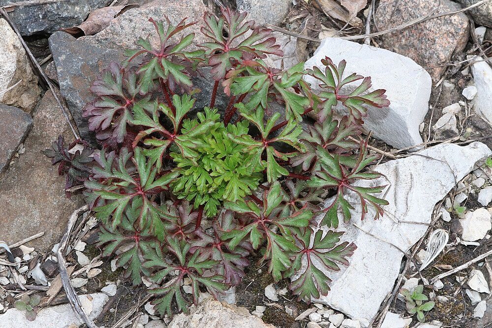 Purpur-Storchschnabel