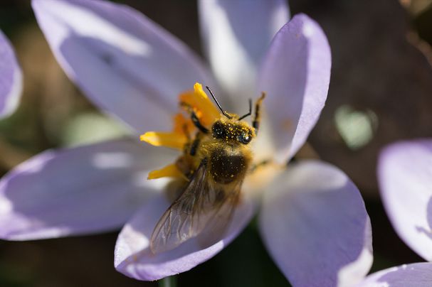 Honigbiene auf Frühlingskrokus