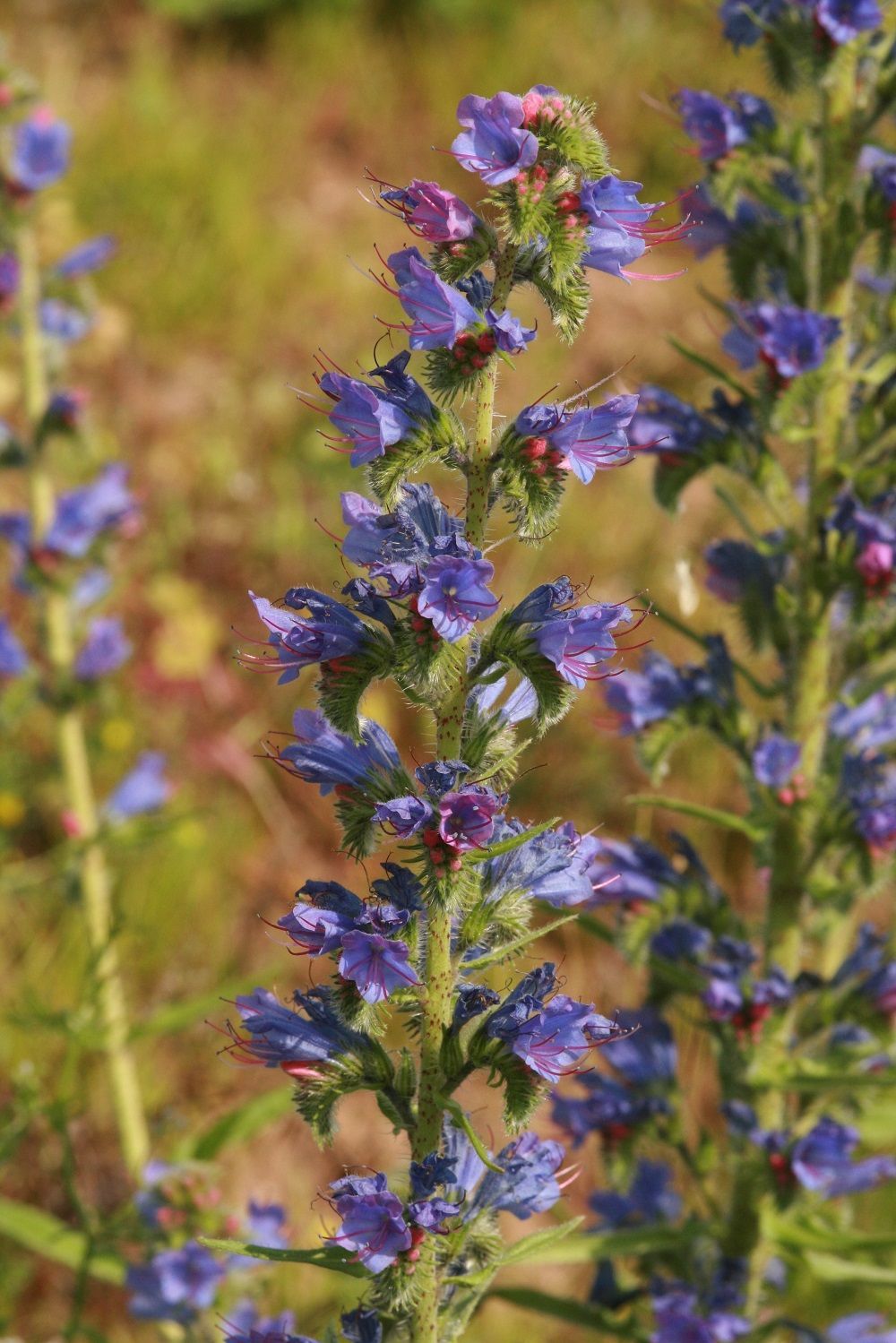 Gewöhnlicher Natternkopf