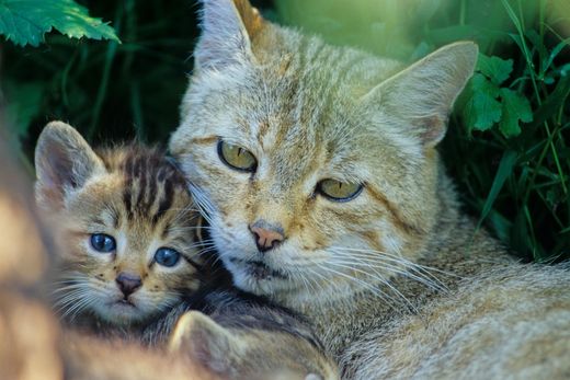 Wildkatzenfamilie