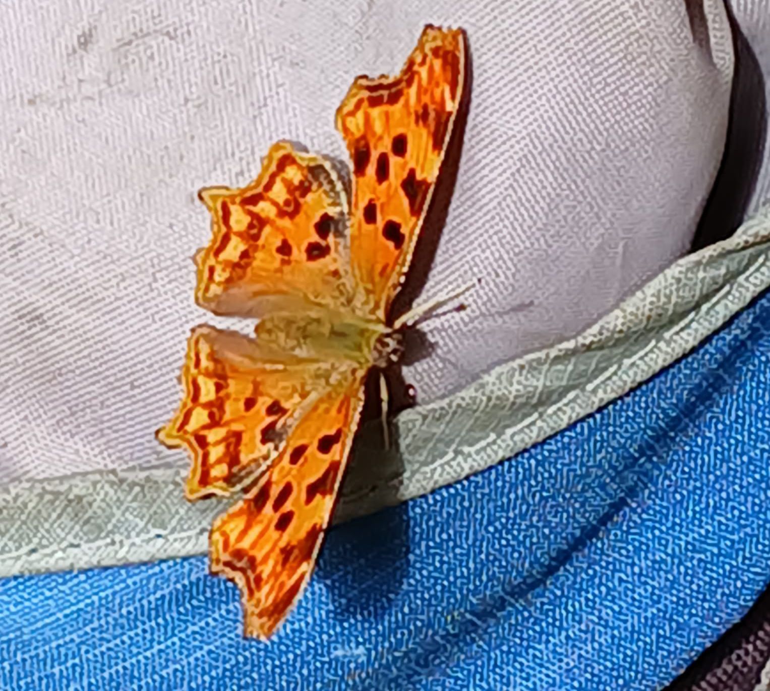 C-Falter
