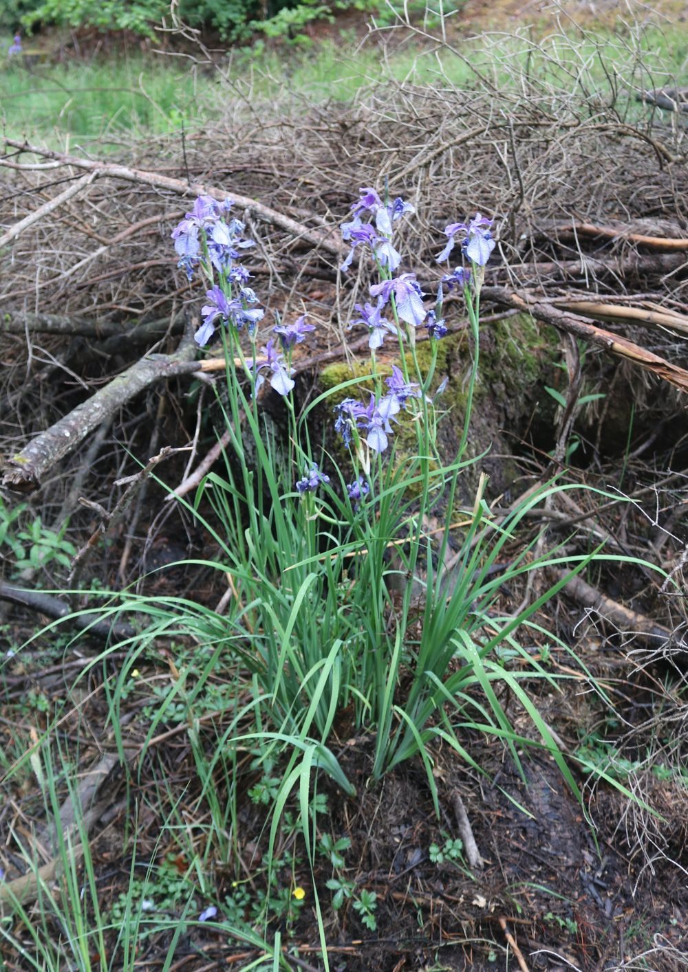 Sibirische Schwertlilie