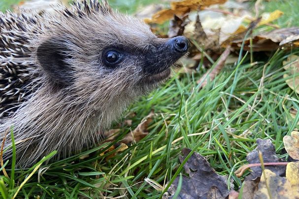 Igel im Garten