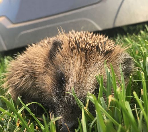 Igel und Mähroboter (Foto: Martina Gehret)