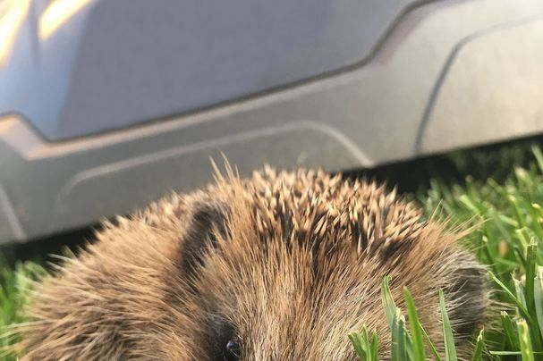 Viele Igel werden von Mährobotern nicht als Hindernis erkannt, Foto: Martina Gehret