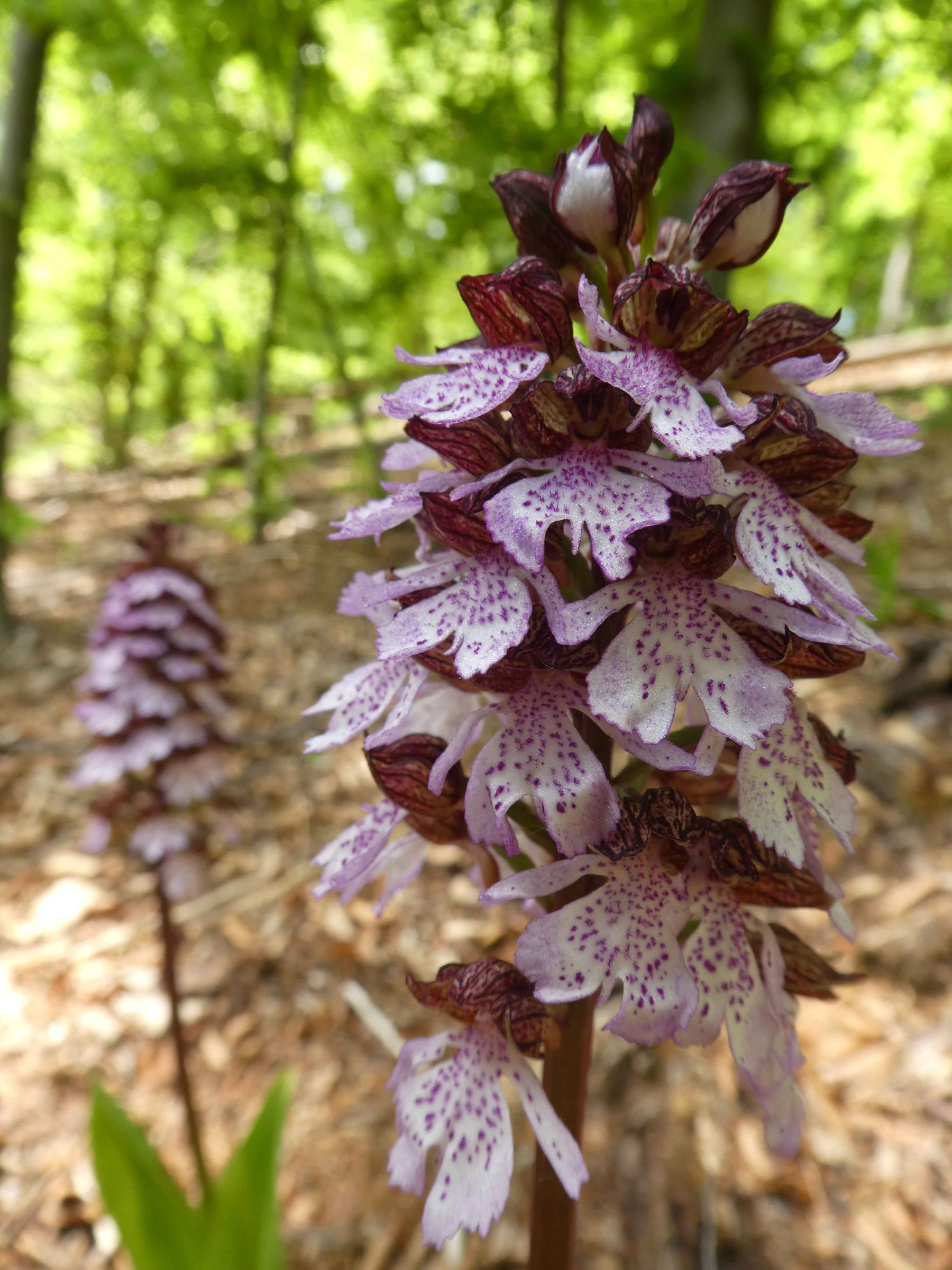 Purpur-Knabenkraut (Orchis purpurea), Fundort: Altenthal bei Urspring (Foto: Monika Fischermeier) Purpur-Knabenkraut