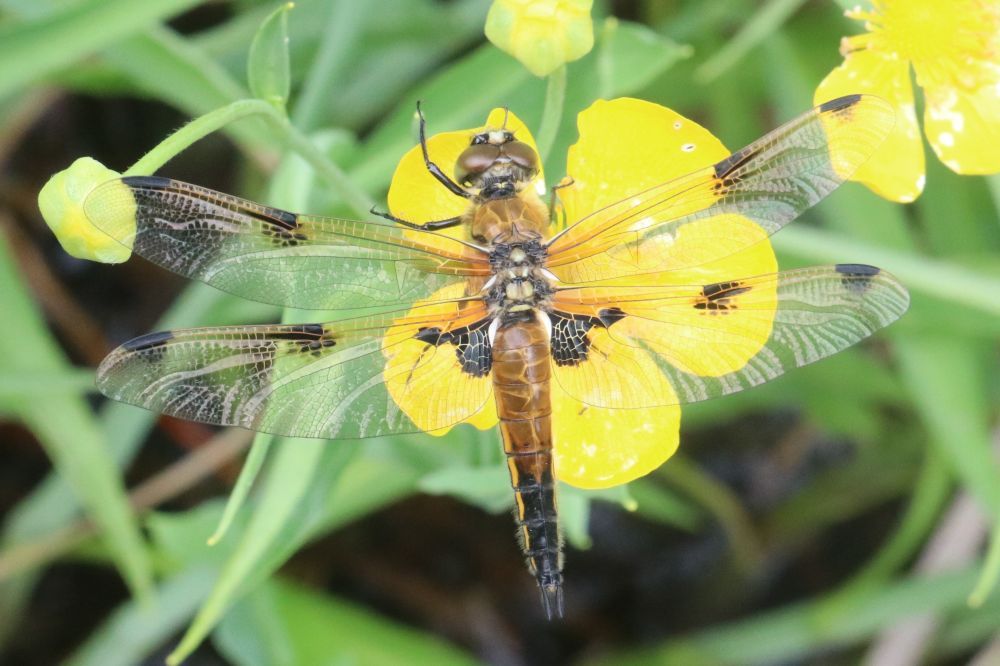 Libellula quadrimaculata - Vierfleck/Brünnelgraben Libellula quadrimaculata