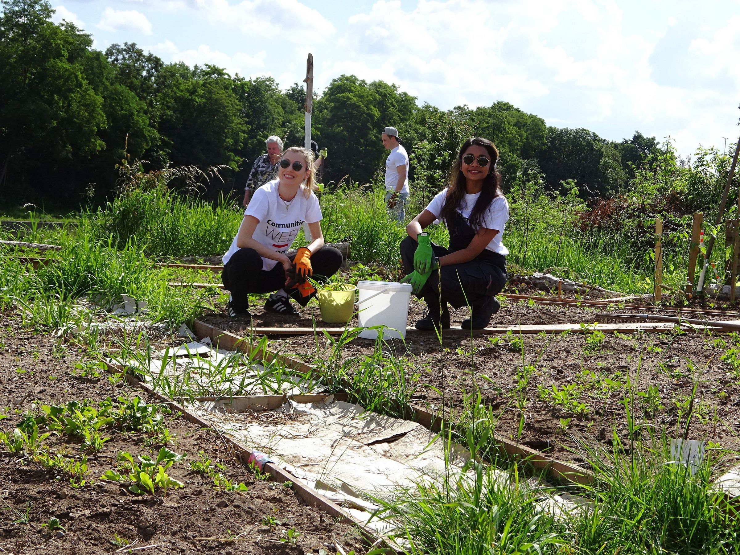Unkraut ernten und Bienenwiese pflanzen Unkraut ernten und Bienenwiese pflanzen
