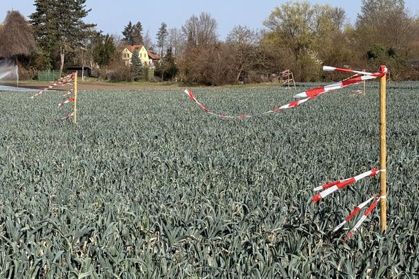 Flatterbänder auf Gemüsefeld