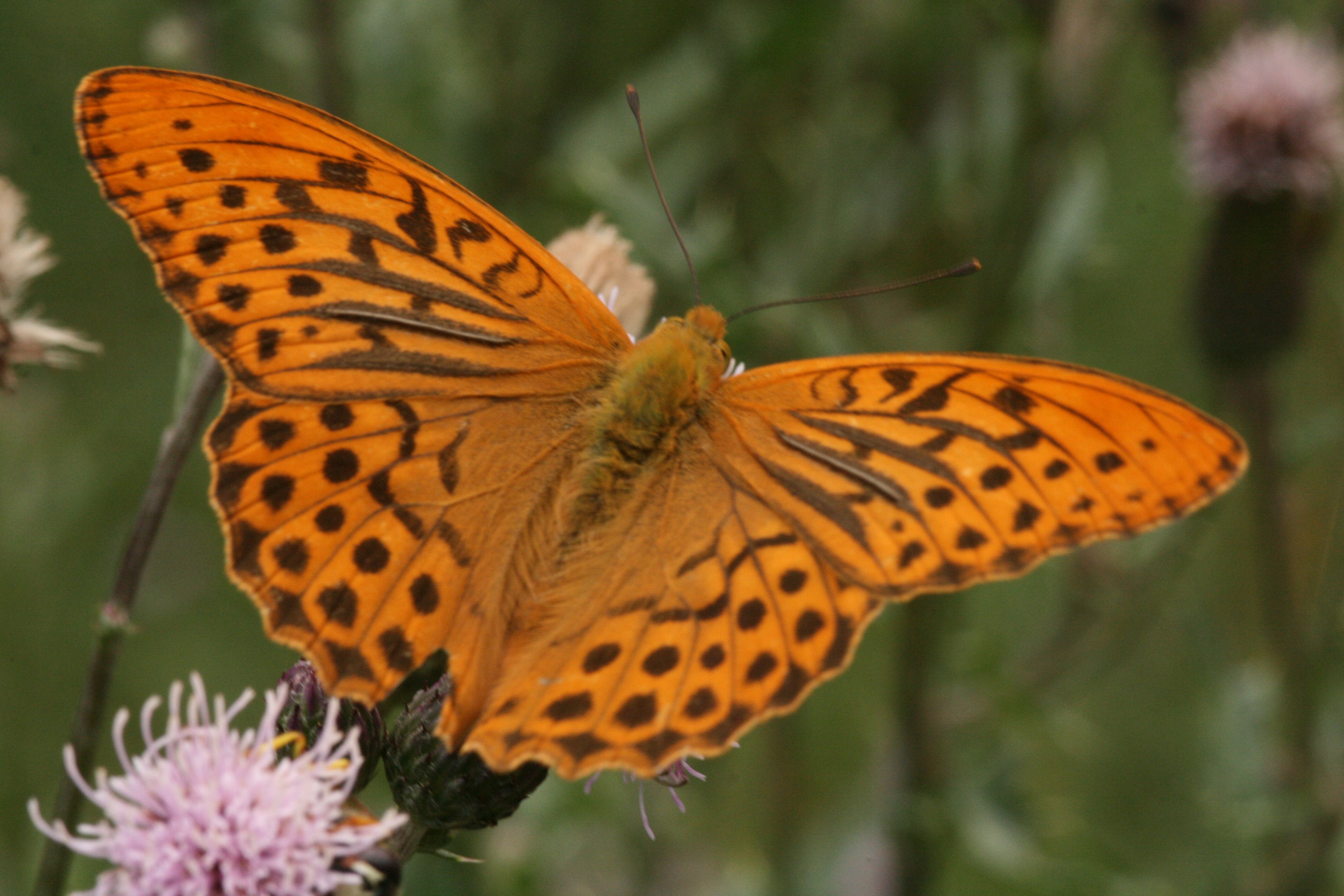 Kaisermantel (Argynnis paphia) Kaisermantel (Argynnis paphia)