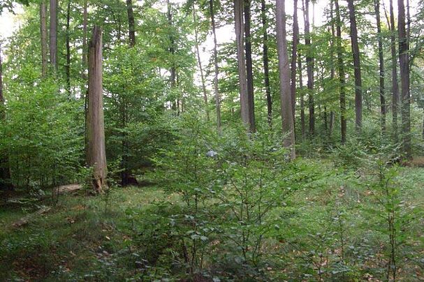 Altholzinsel im Reichswald