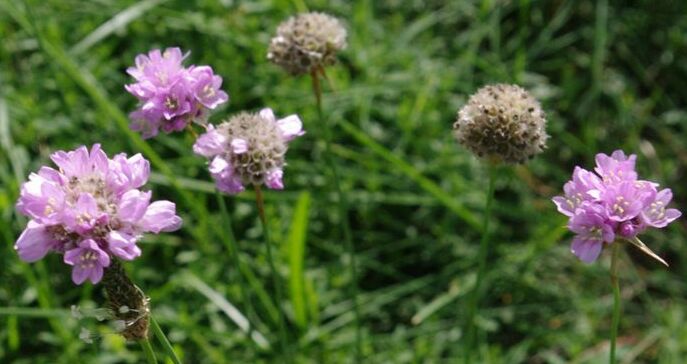 Sandgrasnelke (Armeria maritima)