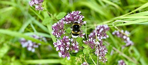 Hummel auf Oregano