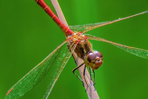 Südliche Heidelibelle