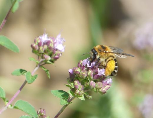 Dunkelfransige Hosenbiene an Oregano (Foto: Maria Meißner)