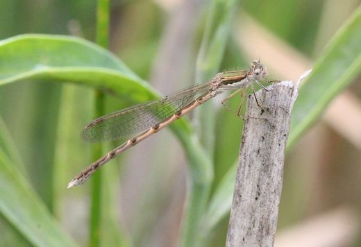 Gemeine Winterlibelle