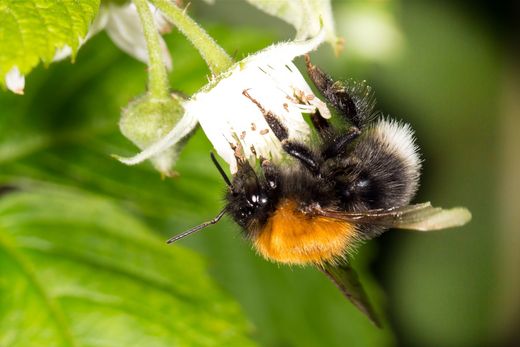 Baumhummel