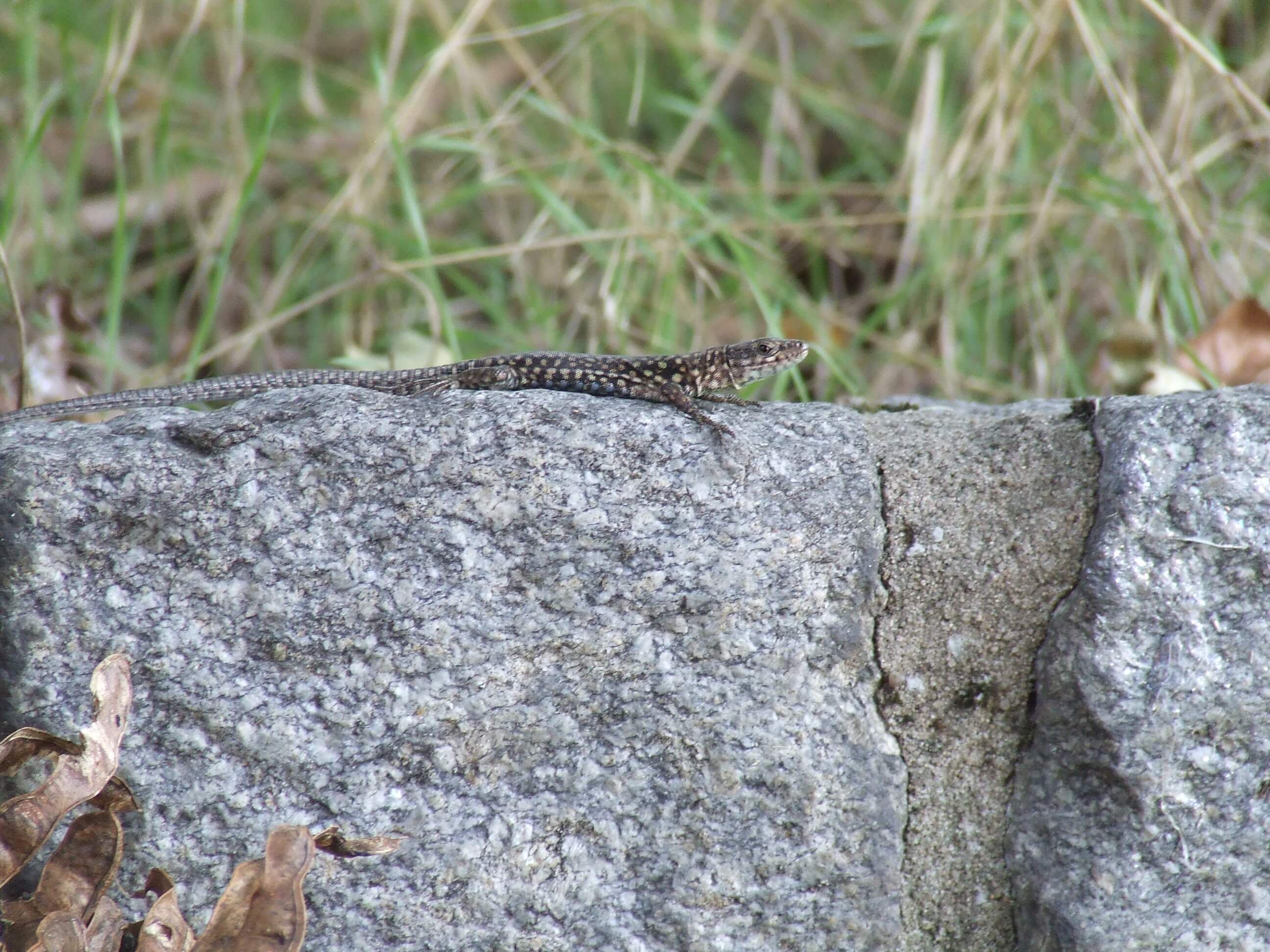 Podarcis muralis