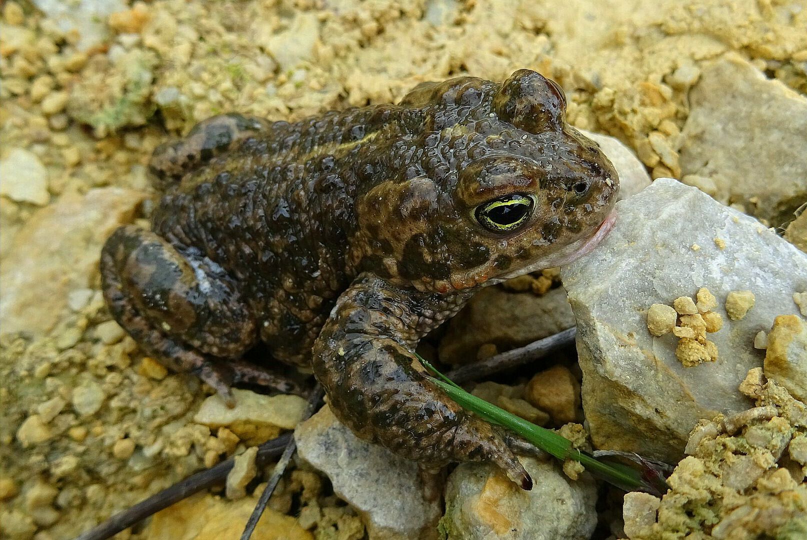 Kreuzkröte