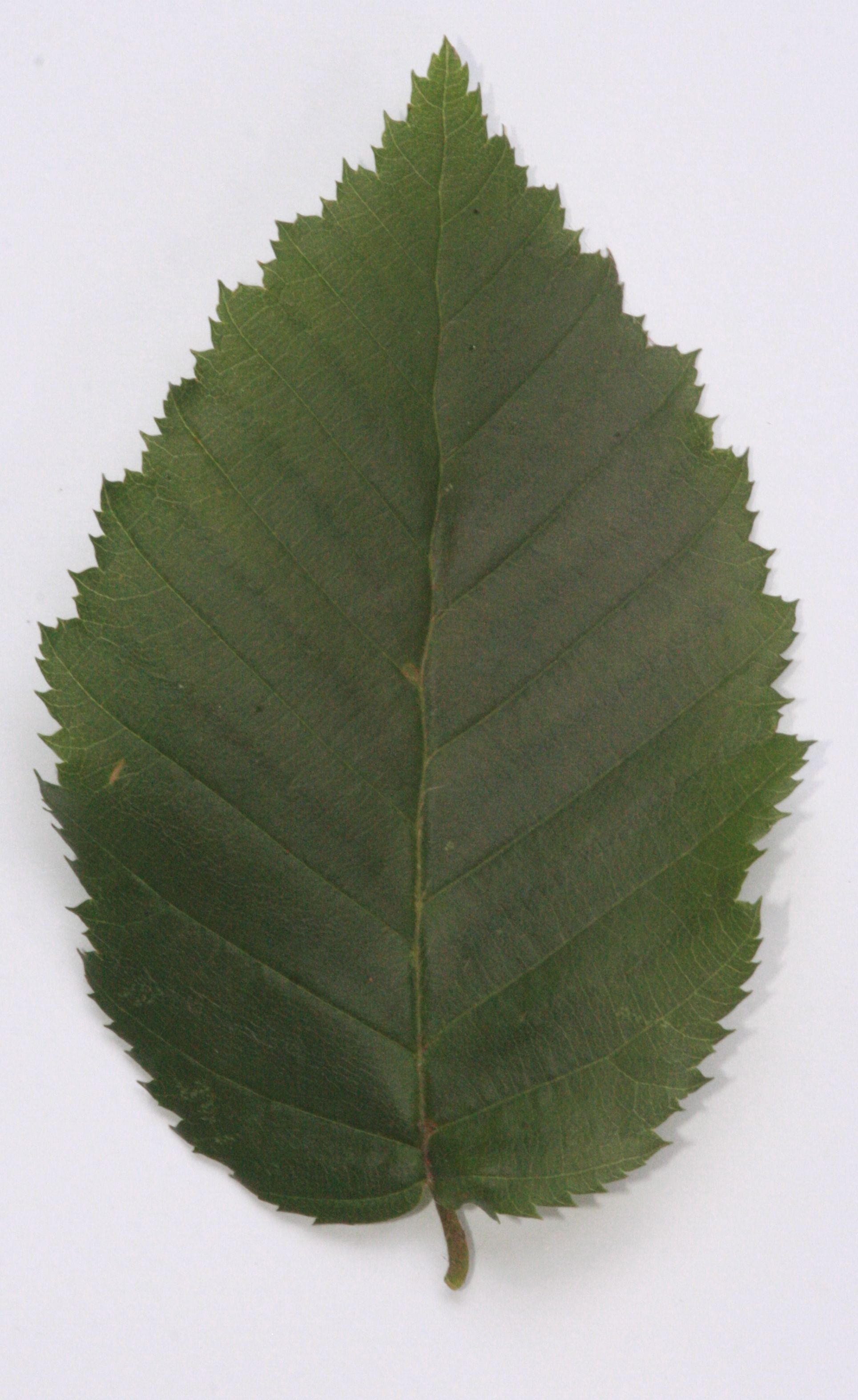 Hainbuche (Carpinus betulus) – Blatt