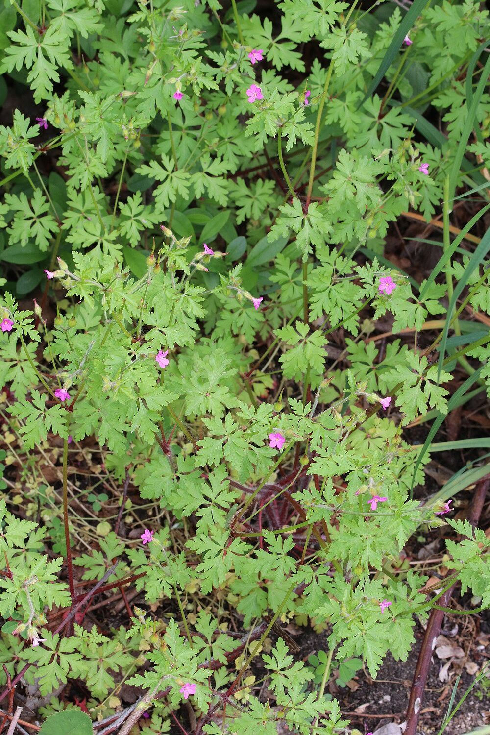 Purpur-Storchschnabel