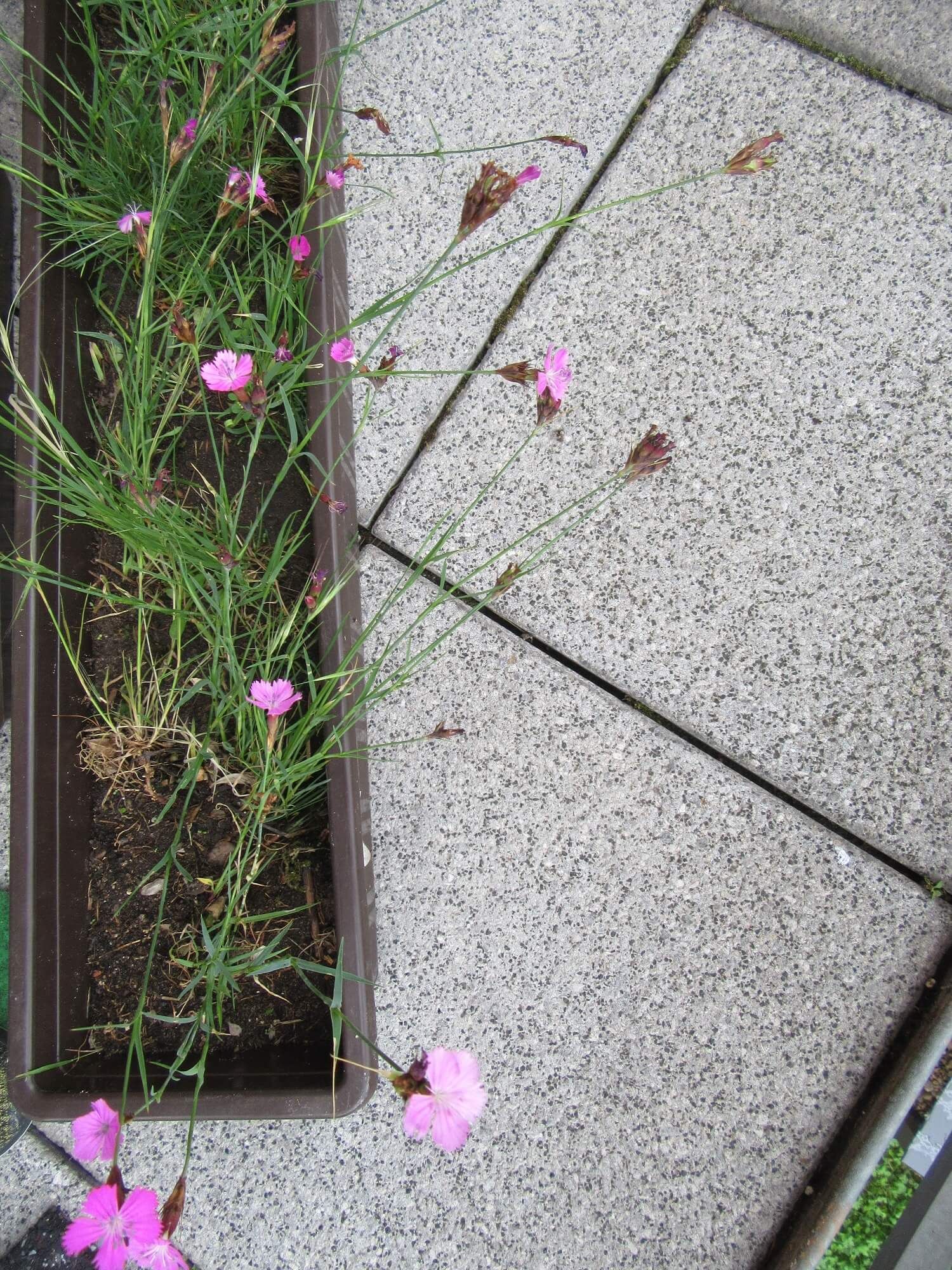 Kartäusernelke Kartäusernelke