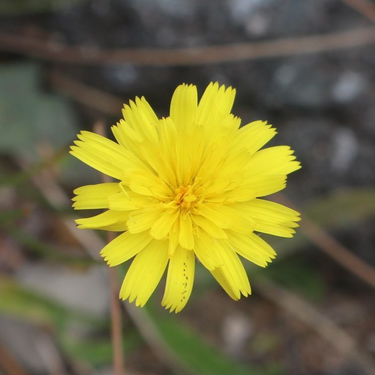 Nickender Löwenzahn