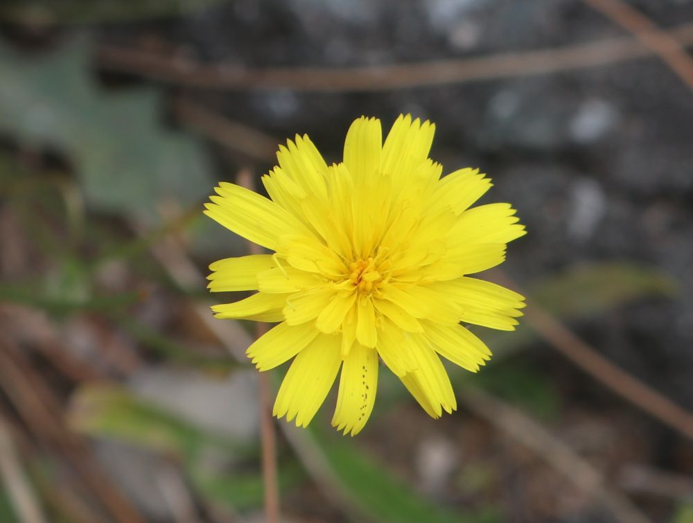 Nickender Löwenzahn