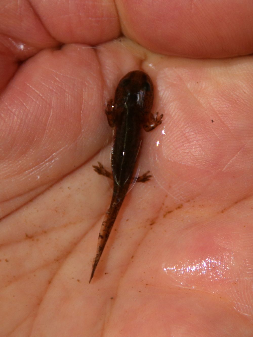 Salamandra salamandra - Feuersalamander Feuersalamander (Larve)