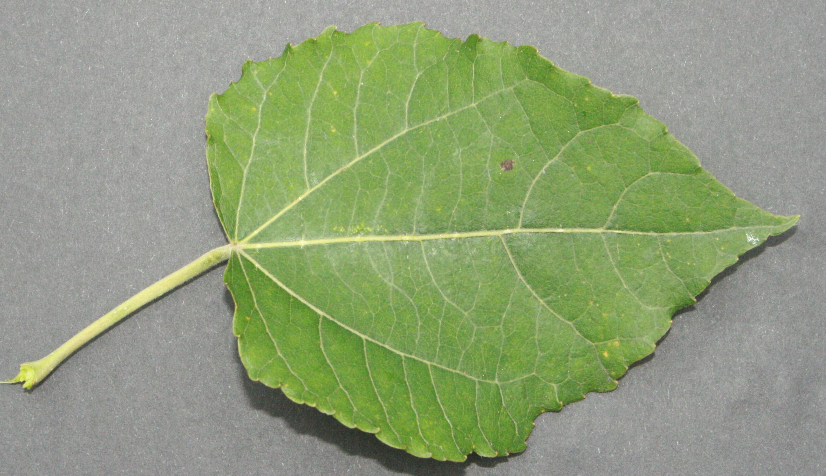 Espe – Blattoberseite Espe – Blattoberseite