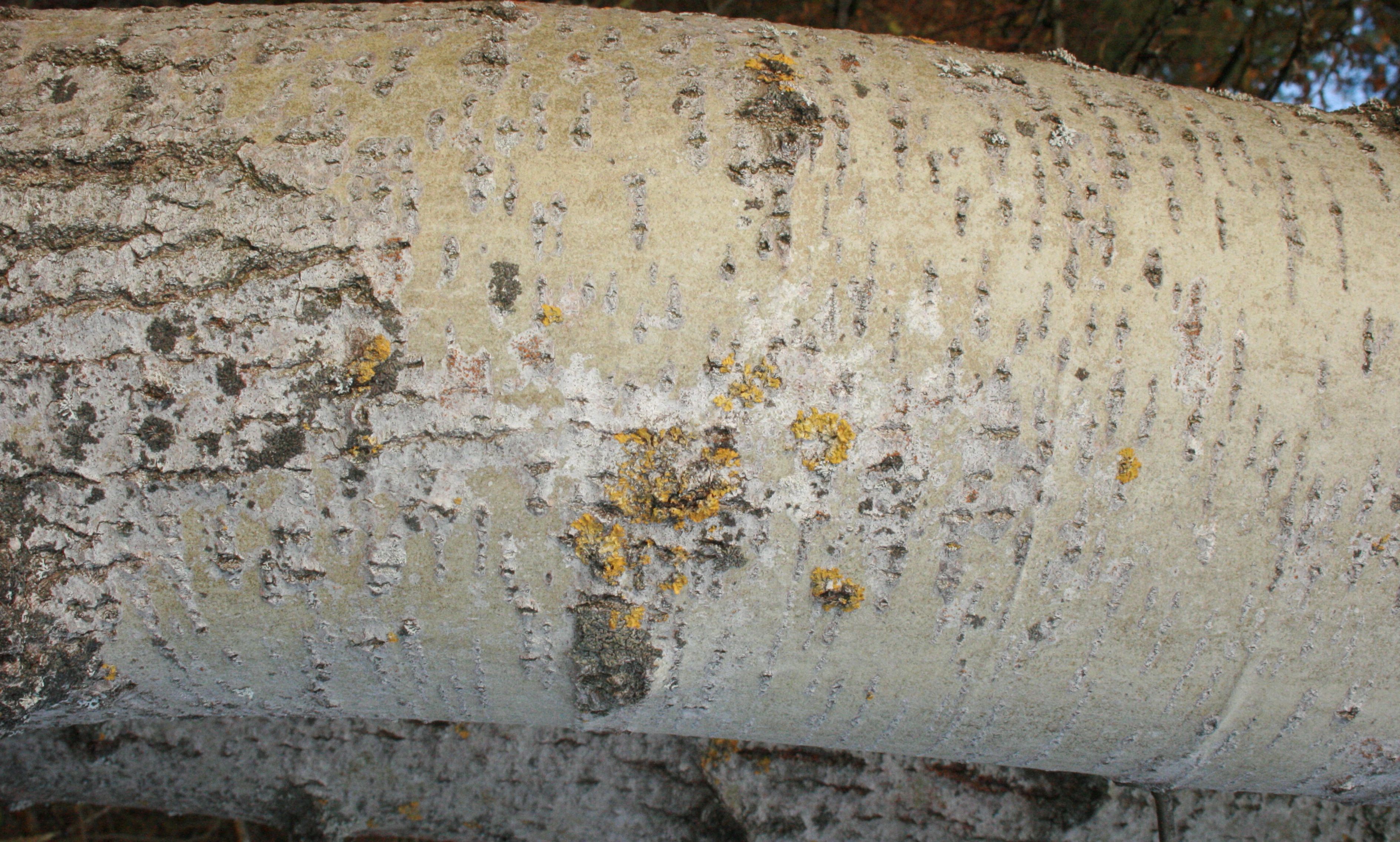 Espe – Rinde Espe – Rinde