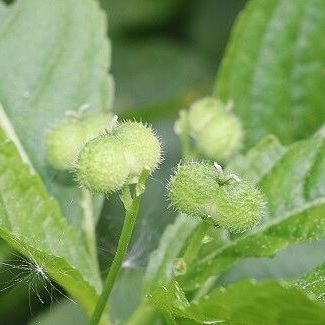 Wald-Bingelkraut (Foto: Wolfgang Dötsch) Wald-Bingelkraut